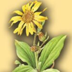 COSMÈTICA HERBOLARI